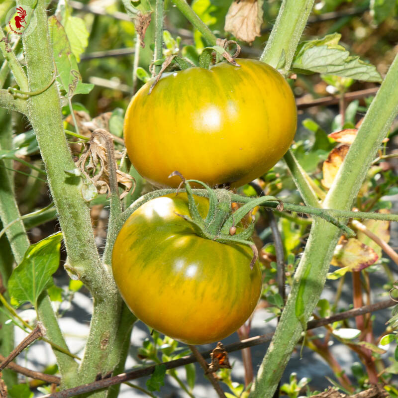 Tomates - Dorothy’s Green