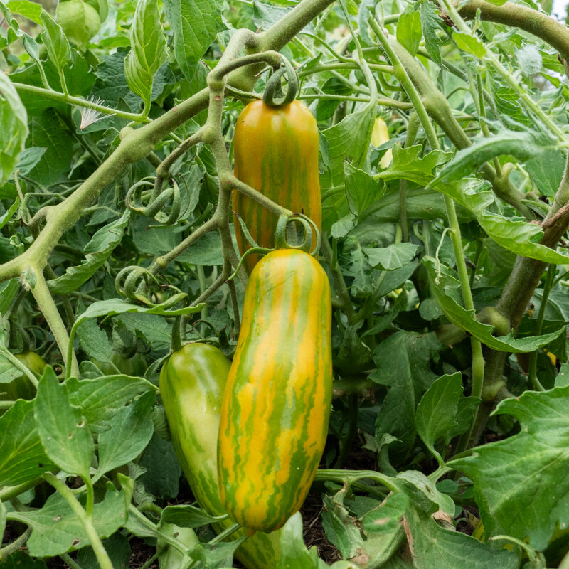 Tomates - Green Sausage