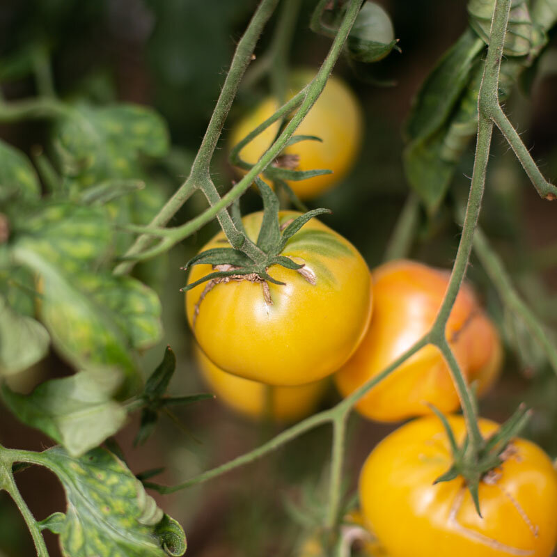 Tomates - White Beauty