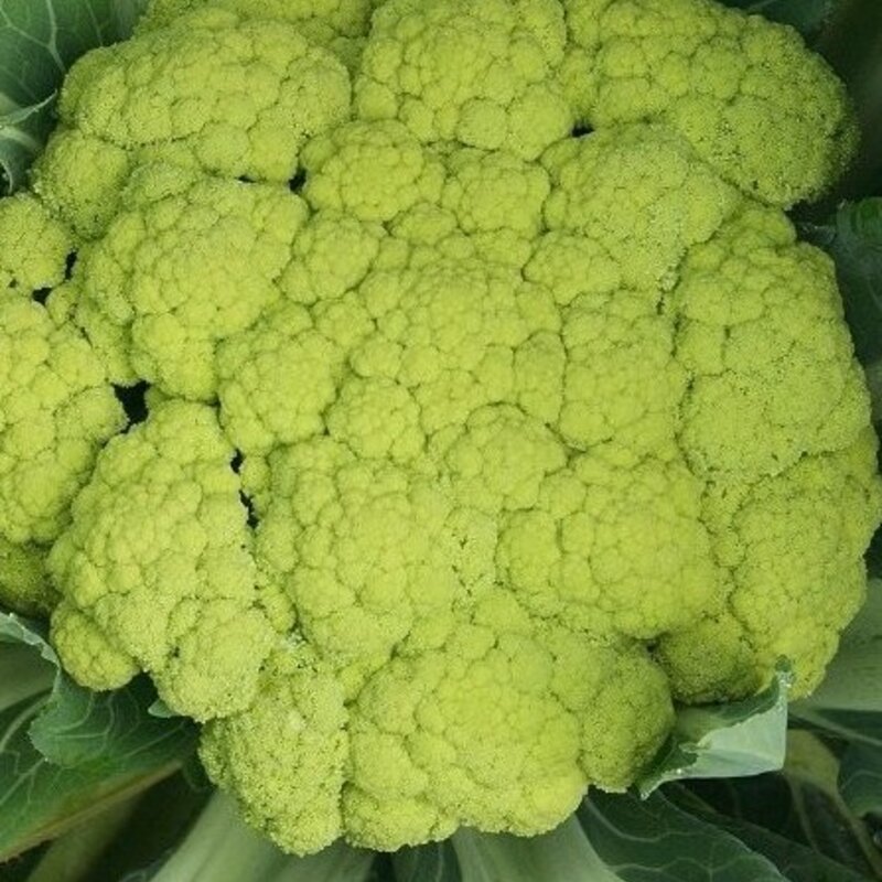 Choux fleurs - Verde Di Macerata