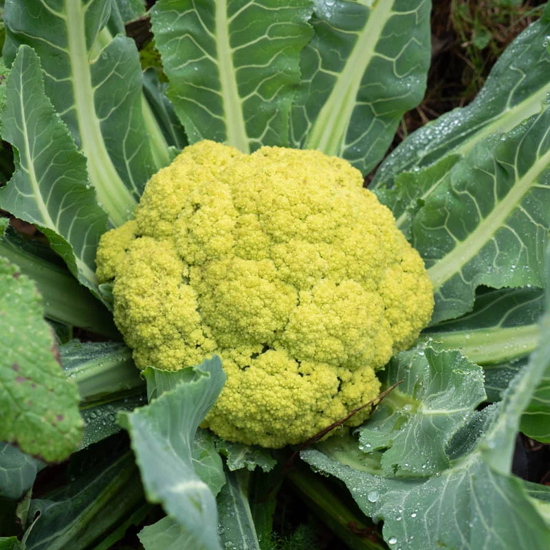 Choux fleurs - Verde Di Macerata