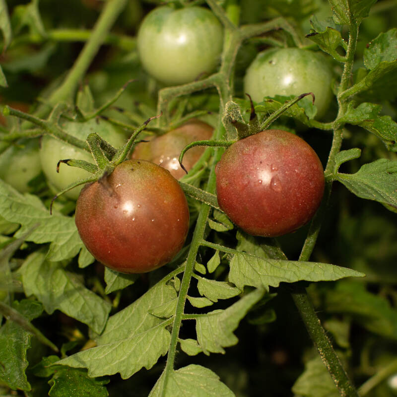 Tomates cerises - Chocolate Cherry
