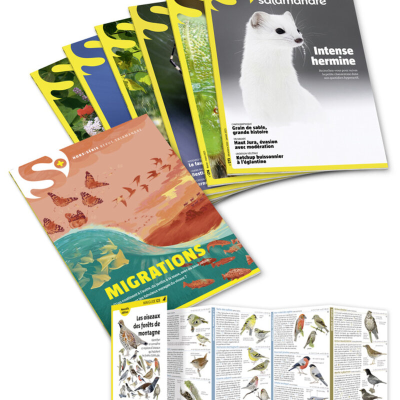 Abonnements Magazines - Abonnements Magazine papier Salamandre Abonnements Magazine Salamandre 1 an (6 numéros + 1 HS)