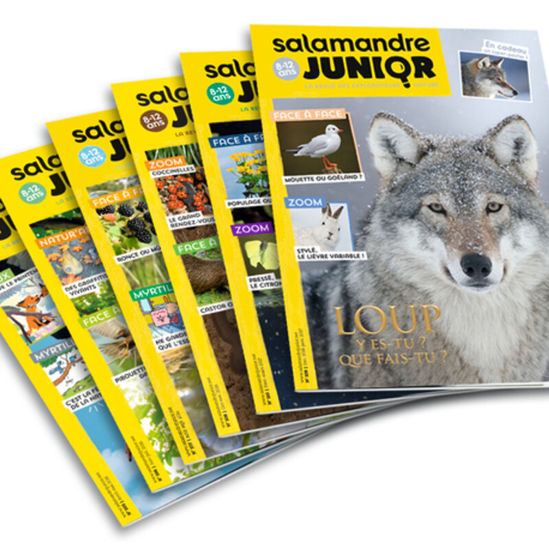 Abonnements Magazines - Abonnement Magazine Salamandre Junior Abonnements Magazine Salamandre Junior 1 an (8-12 ans) 6 numéros