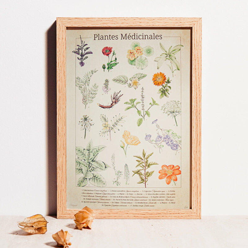 Posters - Planche botanique - "Plantes médicinales"