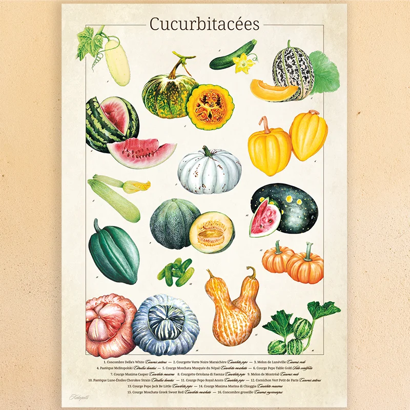 Posters - Planche botanique - « Cucurbitacées »