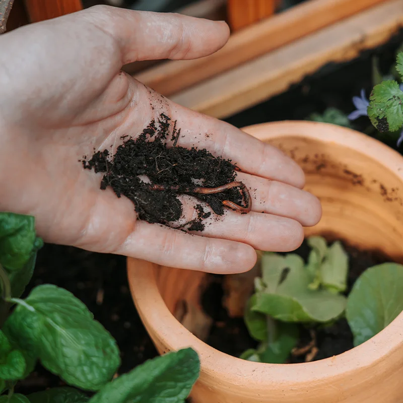 Composteur à enterrer - Box composteur à planter & graines Ceercle x Kokopelli