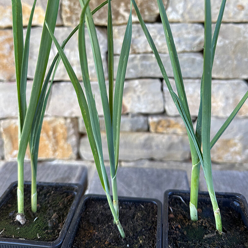 Légumes perpétuels - Poireau des vignes – Allium polyanthum - 3 plants bio