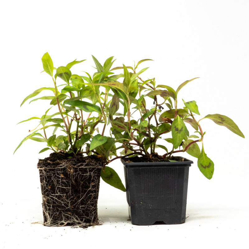 Plants de Fleurs, aromatiques & médicinales - Coriandre vietnamienne 2 plants bio