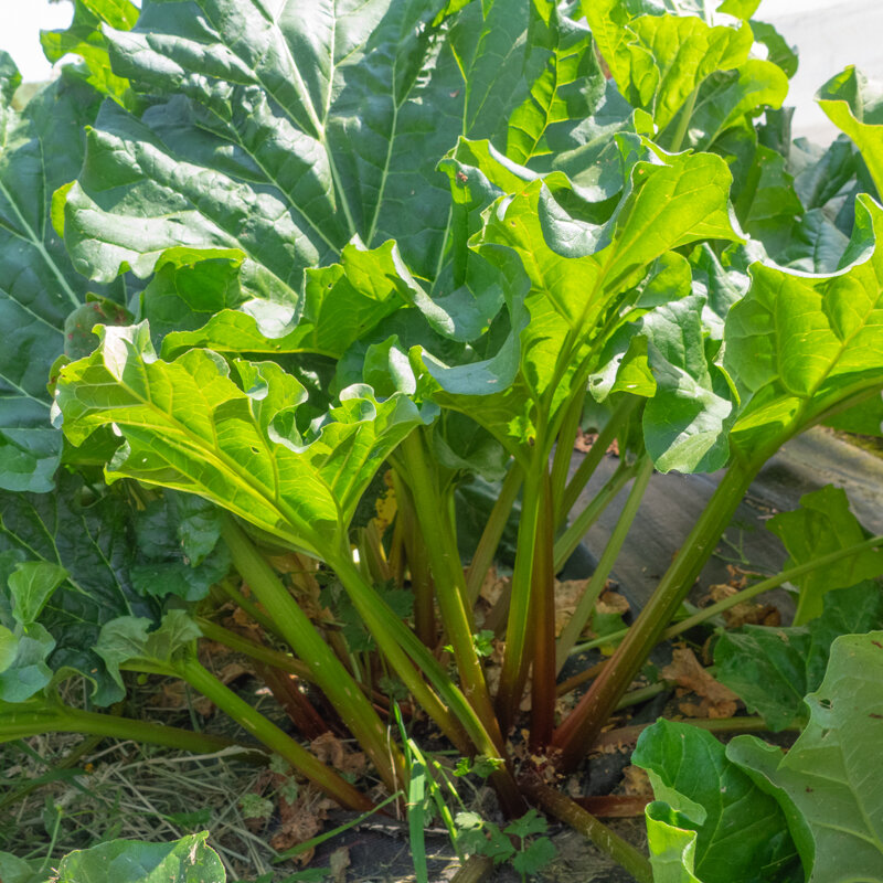 Légumes perpétuels - Rhubarbe Victoria 3 plants bio