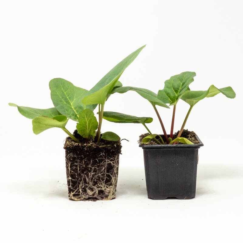 Légumes perpétuels - Rhubarbe Victoria 3 plants bio