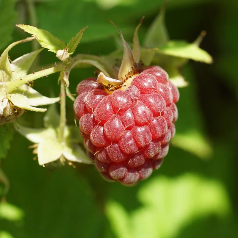 Framboisiers & mûriers - Framboisier Précoce Lloyd George 2 plants bio