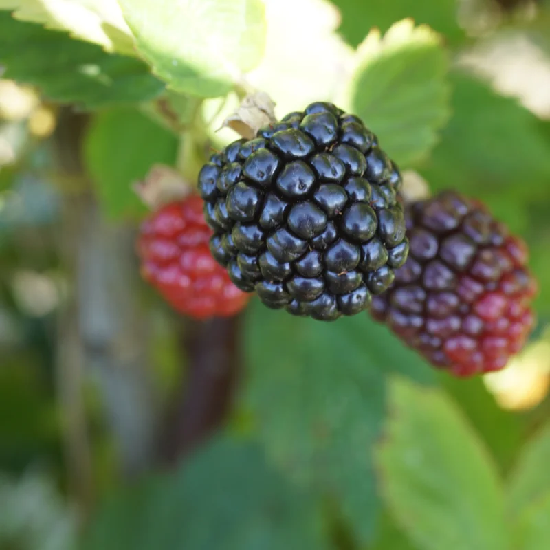 Framboisiers & mûriers - Mûrier "Lochness" 2 plants bio