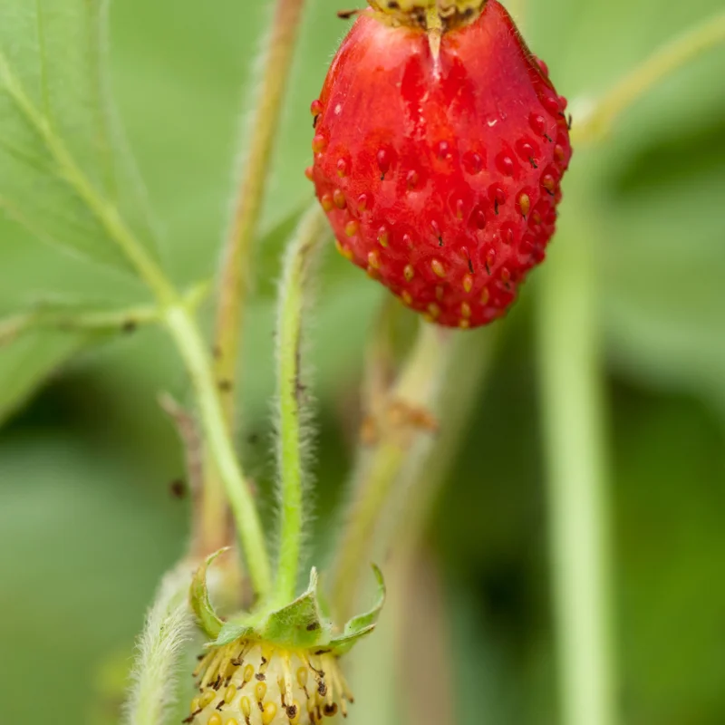 Plants de Fraisiers - Fraisiers des bois "Reine des vallées" 3 plants bio