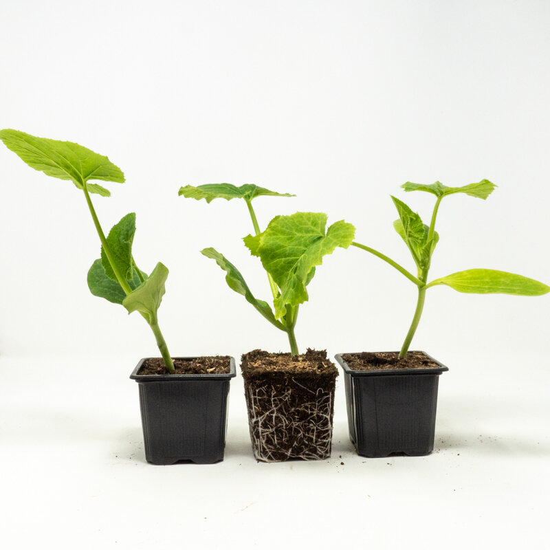 Plants de Potagères - Trio de courgettes 3 plants bio