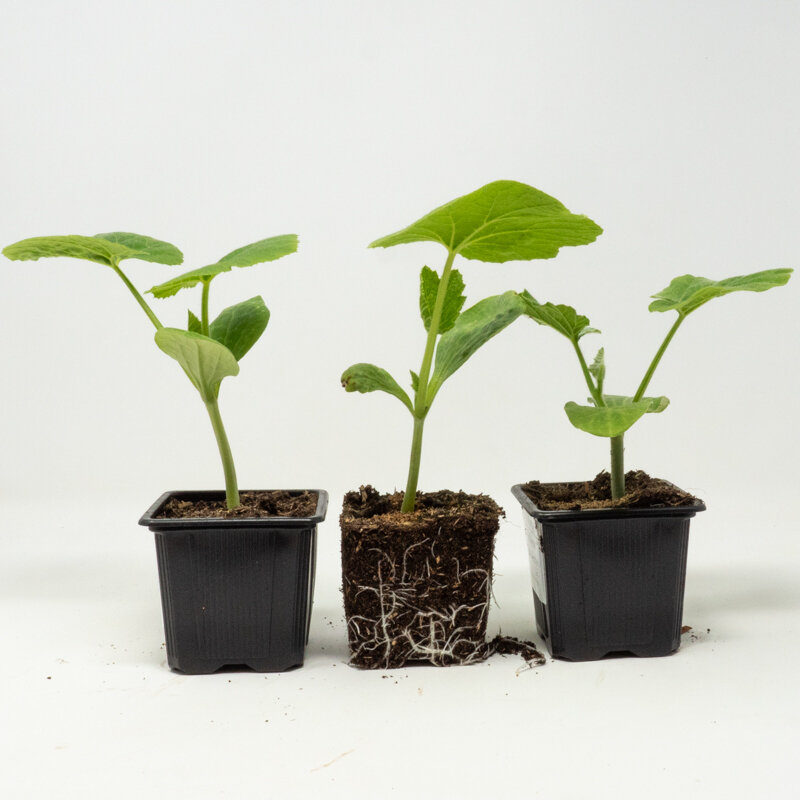 Plants de Potagères - Trio de courges 3 plants bio