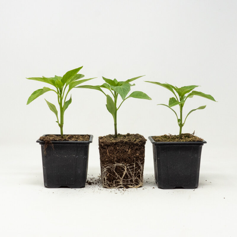 Plants de Potagères - Trio de poivrons 3 plants bio
