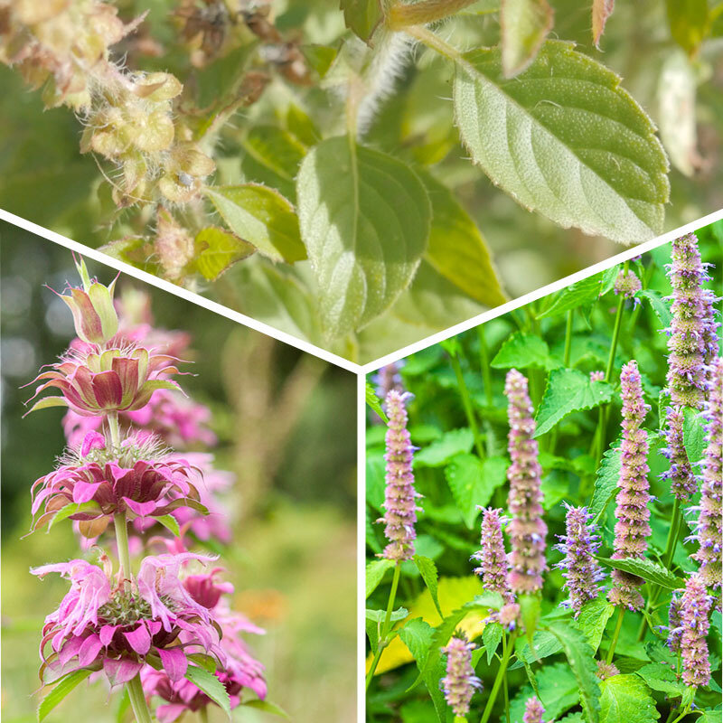 Plants de Fleurs, aromatiques & médicinales - Trio de plantes pour tisanes 3 plants bio