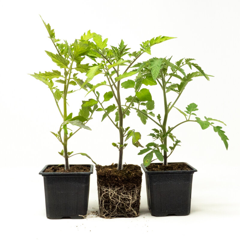 Plants de Tomates - Trio de tomates-cerises 3 plants bio