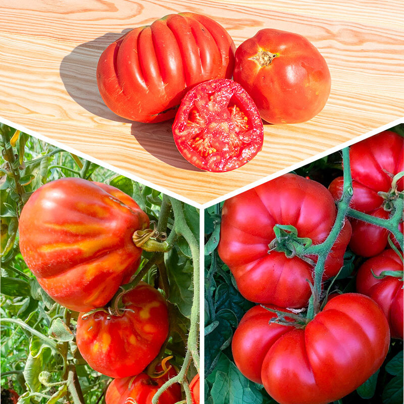 Plants de Tomates - Trio de tomates variétés anciennes 3 plants bio