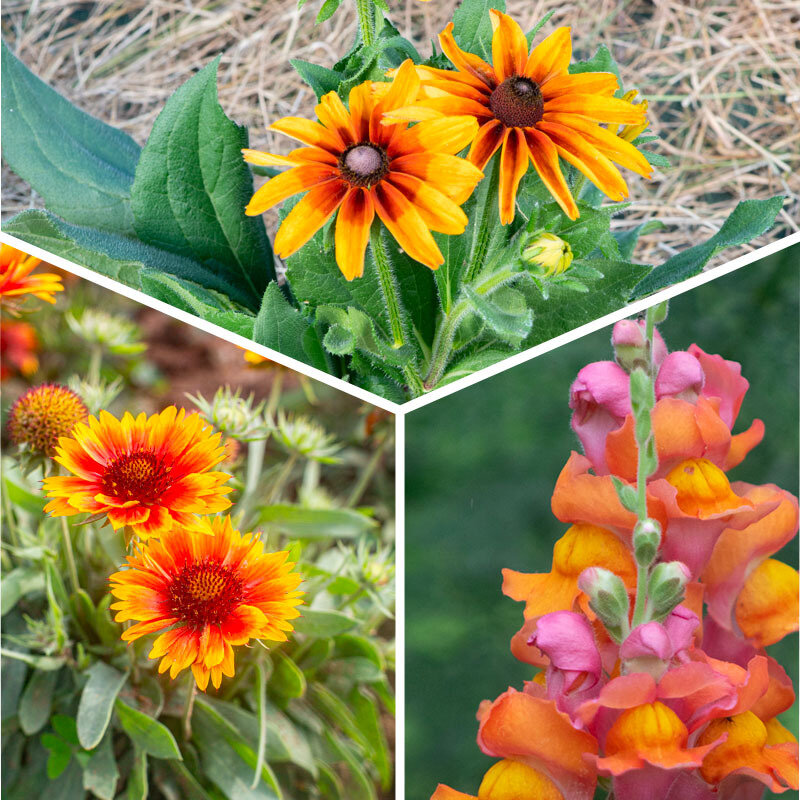 Plants de Fleurs, aromatiques & médicinales - Trio de fleurs méllifères 3 plants bio