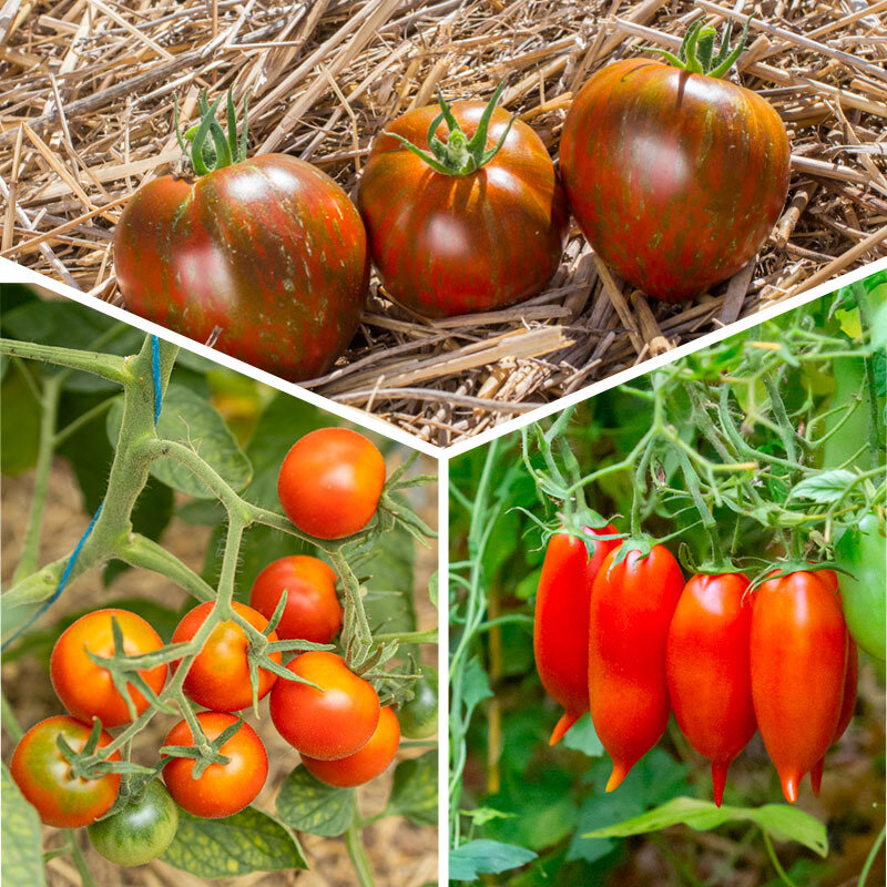 Plants de Tomates - Tomates « Coups de Coeur des producteurs » 3 plants bio
