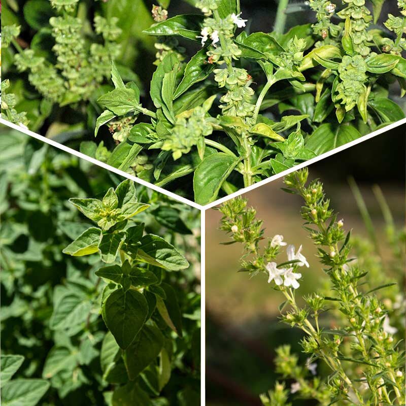 Plants de Fleurs, aromatiques & médicinales - Trio d’aromatiques (Estragon, Sarriette des montagnes, Origan) 3 plants bio