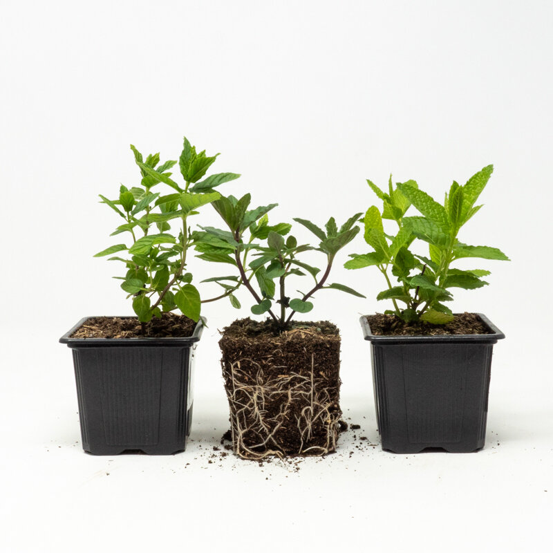 Plants de Fleurs, aromatiques & médicinales - Trio de menthes 3 plants bio