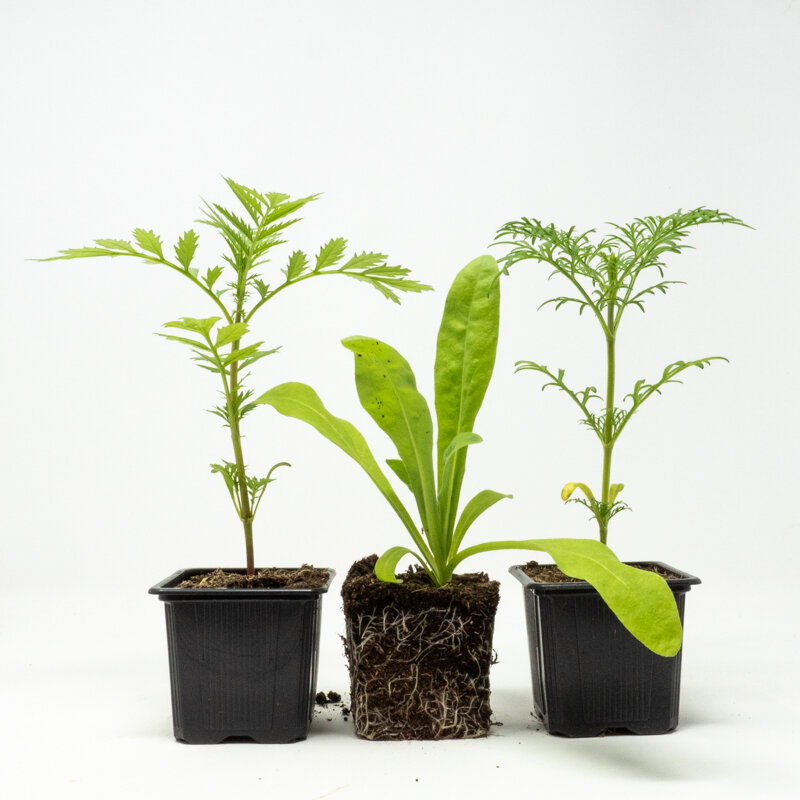 Plants de Fleurs, aromatiques & médicinales - Trio de plantes compagnes 3 plants bio