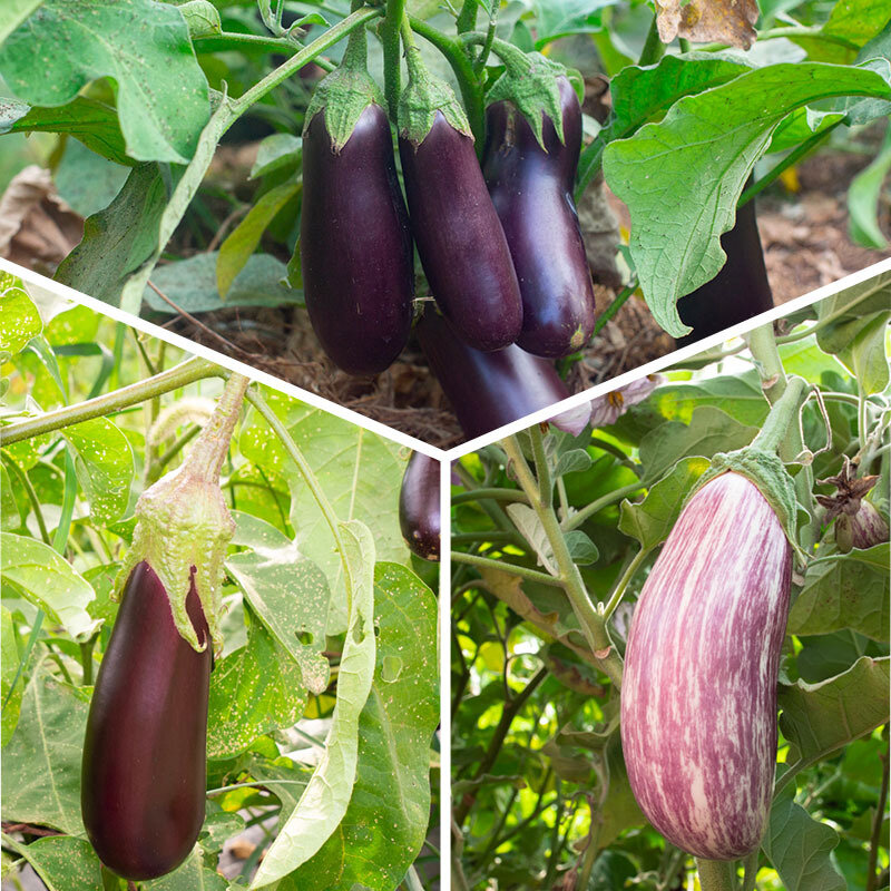 Plants de Potagères - Trio d’aubergines 3 plants bio