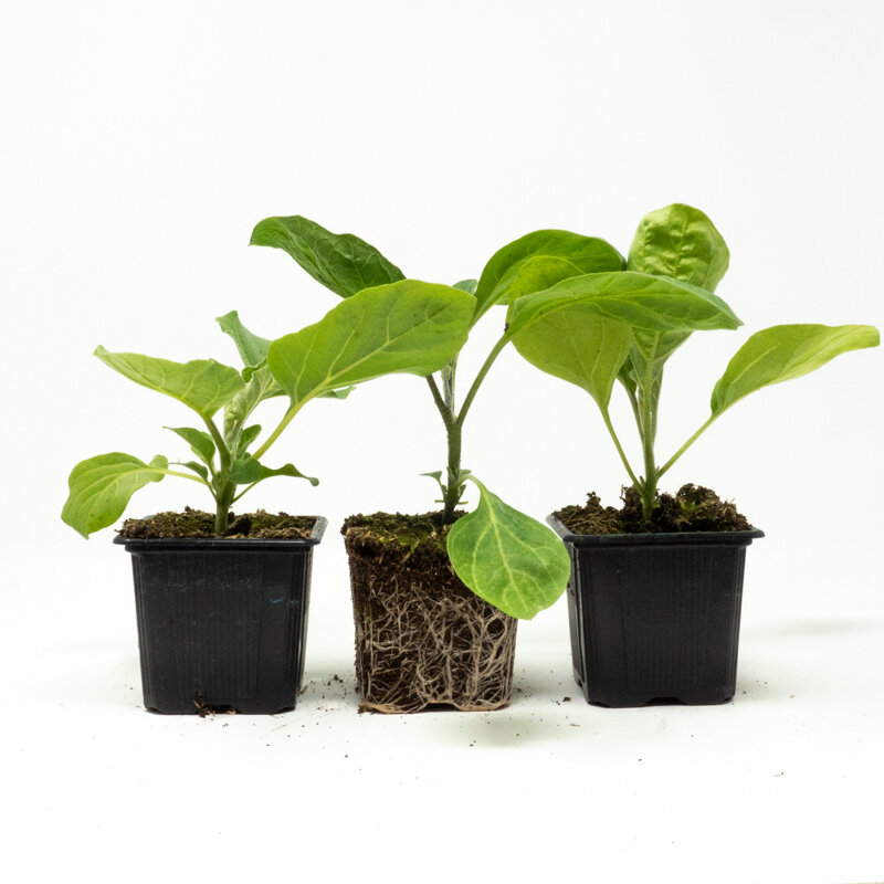 Plants de Potagères - Trio d’aubergines 3 plants bio