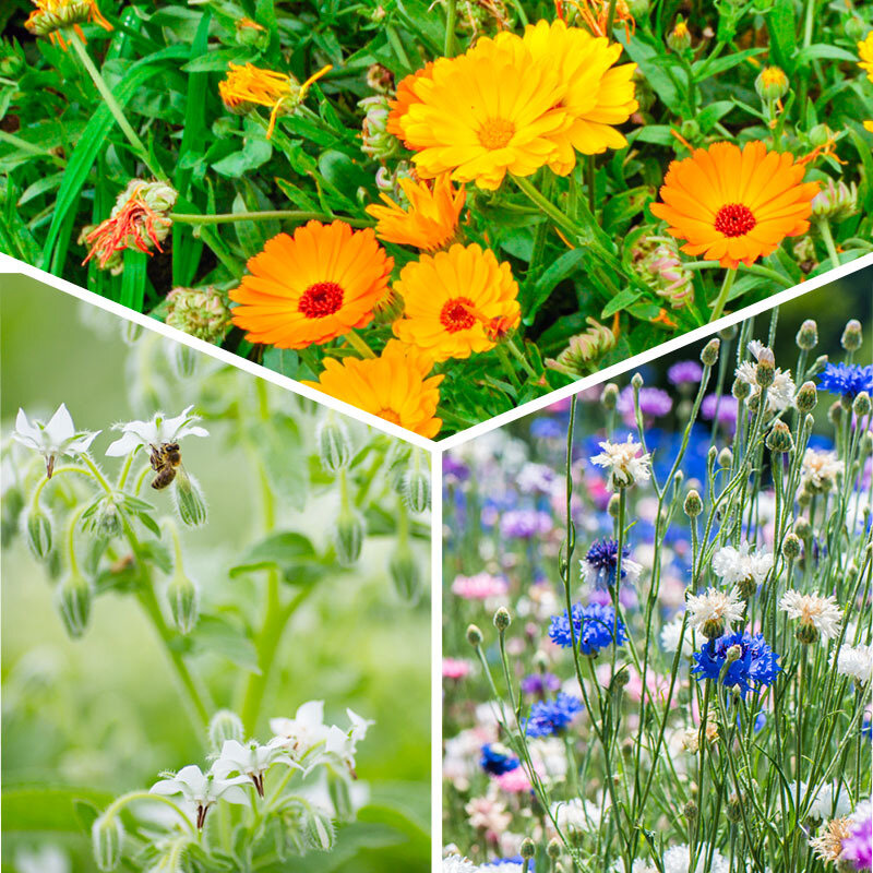 Plants de Fleurs, aromatiques & médicinales - Trio de fleurs comestibles 3 plants bio
