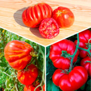 Trio de tomates variétés anciennes 3 plants bio