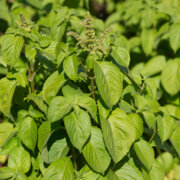 Basilic Green Pepper