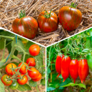 Tomates « Coups de Coeur des producteurs » 3 plants bio