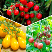 Trio de tomates-cerises 3 plants bio