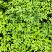 Artemisia annua 3 plants bio