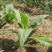 Tabac Gold Leaf Orinoco