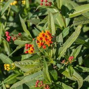 Asclepias Silky Red