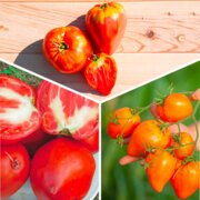 Trio de Tomates Coeur de Boeuf 3 plants bio