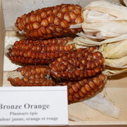 Maïs Doux Orange Bronze Orange