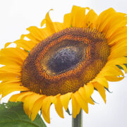 Tournesol Soleil Géant jaune à cœur noir 100 grammes