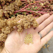 Quinoa Appelewa