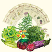 Coffret de 12 sachets de graines de légumes insolites et anciens - nature &  végétal/Graines & prêts à pousser - CHEZ UGO & LÉA