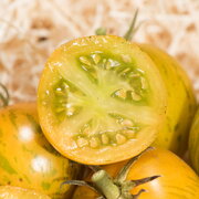 Tomate Verte Mi-Saison Grevys Green Zebra