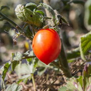 Culture de la tomate cerise: Tomate cerise (French Edition): Jollireddy,  Omprasad: 9786206335450: : Books