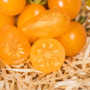 Tomate-Cerise Orange Mi-Saison Des Galapagos