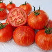 Tomate Bigarrée Mi-Saison Skyreacher