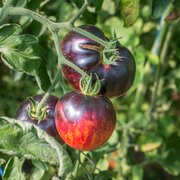 Tomate Indigo Mi-Saison Persuasion