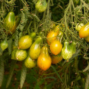 Tomate Verte Mi-Saison Michael Pollan